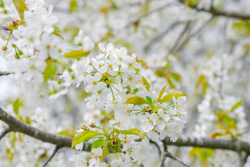 Cherry Blossom, Close-up of white cherry blossoms in spring