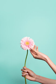 Woman hand gently touches of a pink daisy against green background