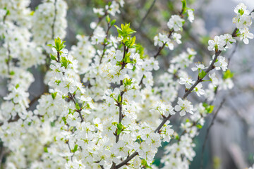 Cherry Blossom, Close-up of white cherry blossoms in spring