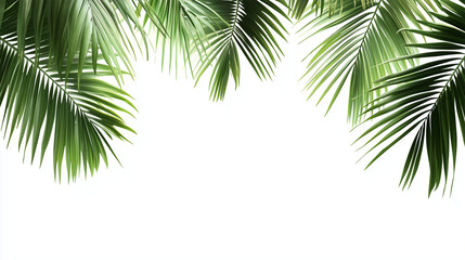 palm tree on white background