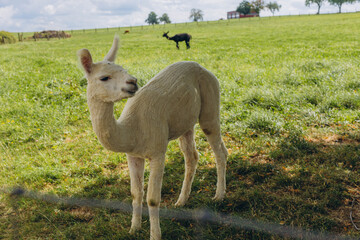 Fototapeta premium Group of alpacas standing under tree,resting in the shade.Fluffy wool, animals in natur