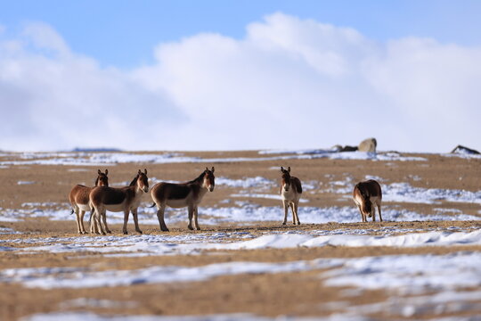 Tibetan wild ass or kiang