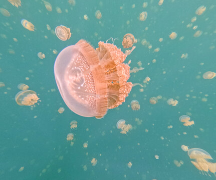 Captivating Underwater Magical Jellyfish with Mesmerizing Patterns