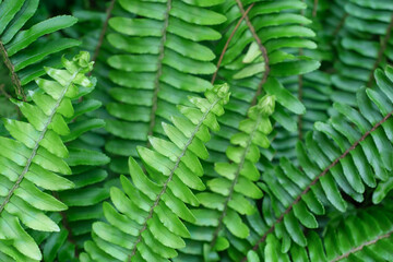 Green fern leaves close-up, natural texture and background.