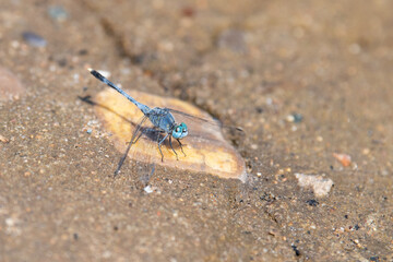 Blue indian dragonfly, Orthetrum anceps sitting on a rock, insect in asia, wildlife biotope