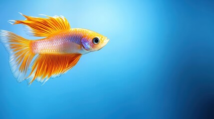 Fototapeta premium A cultivation fish with a splash of water, high contrast, text space on the right, bold commercial vibe
