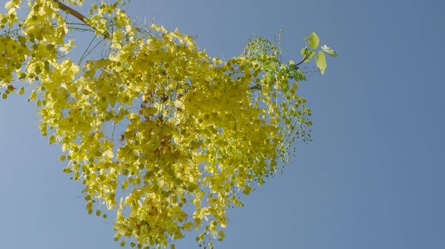 Golden shower tree is blooming with yellow flowers.