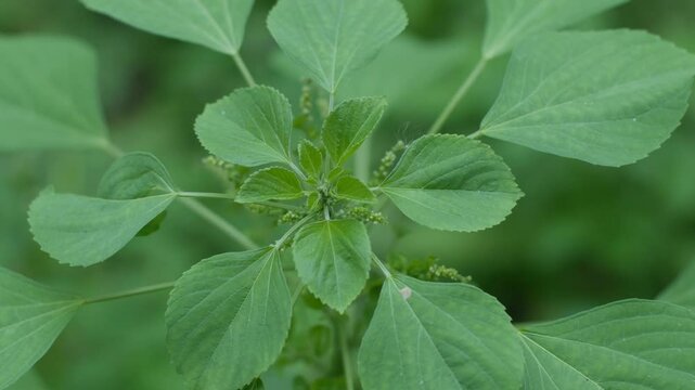 Acalypha indica or Indian acalypha also know as Indian Mercury or Indian Nettle. It is known for its medicinal use and the attraction of its root to domestic cats similar properties to catnip. 