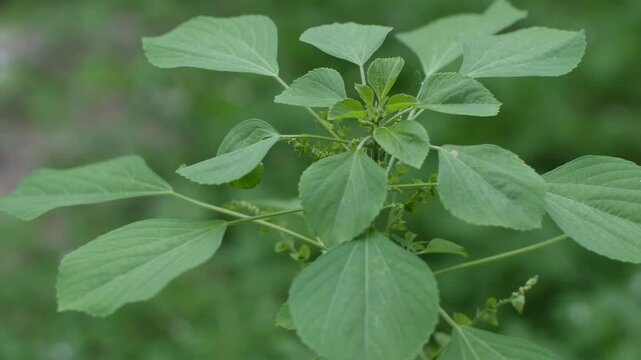 Acalypha indica or Indian acalypha also know as Indian Mercury or Indian Nettle. It is known for its medicinal use and the attraction of its root to domestic cats similar properties to catnip. 