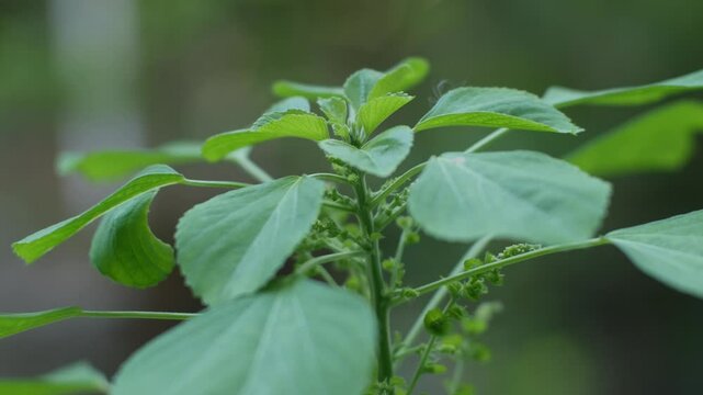 Acalypha indica or Indian acalypha also know as Indian Mercury or Indian Nettle. It is known for its medicinal use and the attraction of its root to domestic cats similar properties to catnip. 