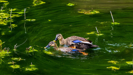 後尾をするカルガモ　野鳥