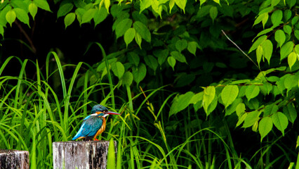 新緑とカワセミ　身近な野鳥