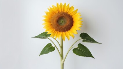 Fototapeta premium Yellow sunflower with green leaves on a white background providing space for text. Top view, flat lay.
