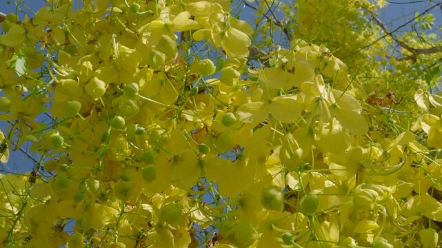 Golden shower tree is blooming with yellow flowers.