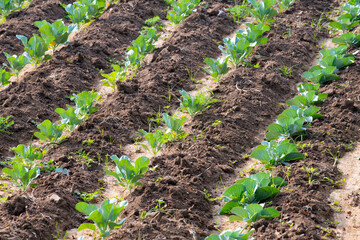 Kohlrabi field in countryside of India, plants growing on soil, agriculture plantation, cultivated food supply in Asia