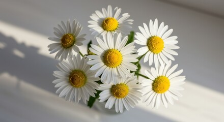 Fototapeta premium Daisy Flower Still Life