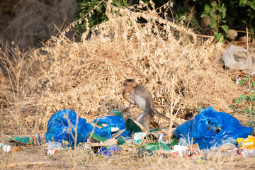 Barbary macaque ape, rhesus monkey eating garbage, wildlife and urban environment in India, jungle...