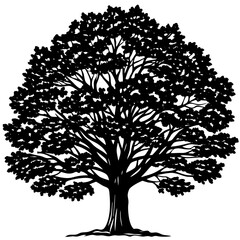 Obraz premium Teak tree