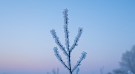 Frosty Tree Branch Against Winter Sky