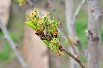 Close-up of a pear Tree Branch with Budding Leaves