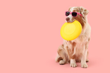 Cute Australian Shepherd dog in sunglasses with frisbee on pink background