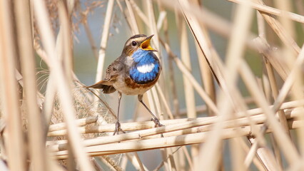 blue tit on the ground
