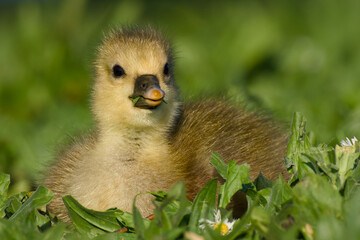gosling of greylag goose is lying on the green meadow close-up