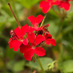 Geranium is native to southern Africa and was introduced to China in the mid-20th century. It is widely cultivated throughout China and has become a common green plant.
