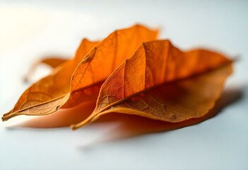 dried smoking tobacco. Isolated on a white background.
