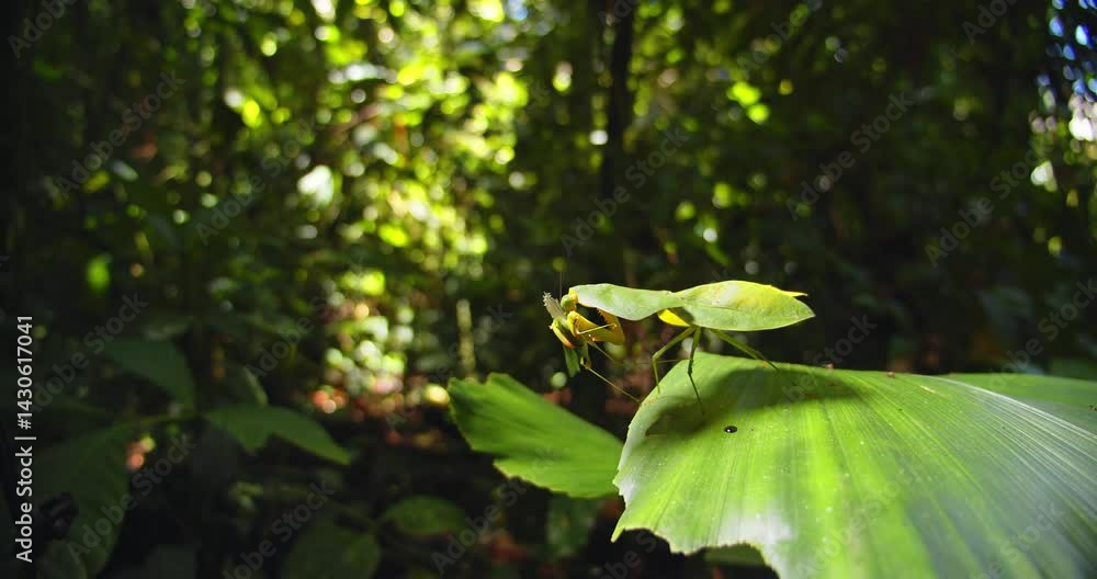 Poster a wide view of cobra mantis devouring a grasshopper in rainforest of peru, held firmly in its front 