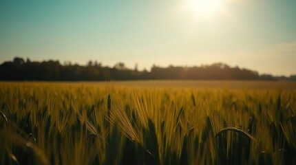 Golden Wheat Field Shines in Warm Sunlight, Rural Scenery