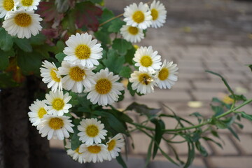 Obraz premium Bunch of white daisy like Chrysanthemums with bee in November