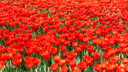 colorful tulips at the garden