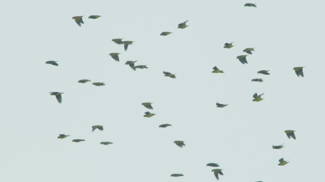 Large group of Mealy Parrots glides high in the sky over Peru&rsquo;s vibrant Amazon jungle in slow motion