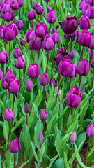 Obraz premium colorful tulips at the garden