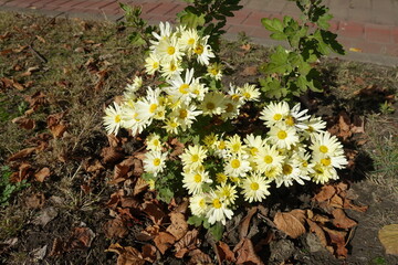 Small bush of ivory white daisy like Chrysanthemums with bee in October
