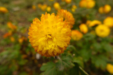 Close view of amber yellow flower of Chrysanthemum in mid November