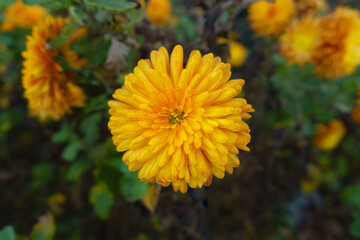 Closeup of amber yellow flower of Chrysanthemum in mid November