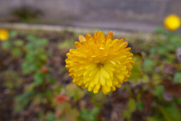 Semi double flower of one amber yellow Chrysanthemum in November