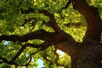 Fototapeta premium Beautiful Life. Oak Tree Ecosystem: Conservation of Botanical Beauty in Detailed Branches