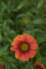 orange flower on a green background