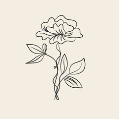 Elegant Line Art Flower Drawing Botanical Illustration