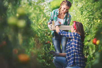 Two young woman taking care of tomatoes in green house
