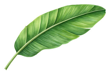 Obraz premium Large banana leaf isolated on white background PNG. AI GENERATED
