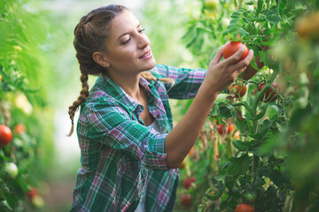 Young woman gathering tomatoes in greenhouse