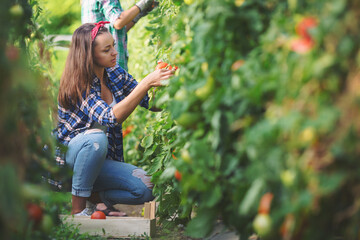 Young woman picking up tomatoes in green house