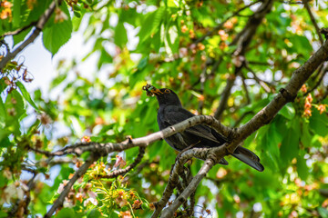 Male common blackbird perched on a tree branch with insects in its beak. Perfect for wildlife, ornithology, nature blogs, or springtime forest themes. Latin name Turdus merula.