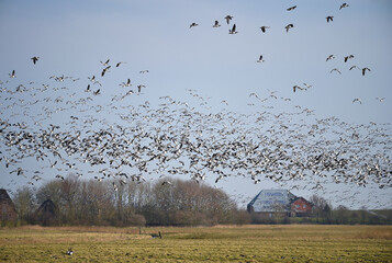 Nonnengänse fliegen im Schwarm