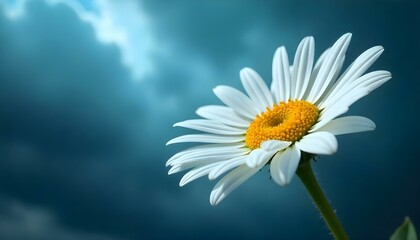 Naklejka premium White Colored Daisy on a blue sky