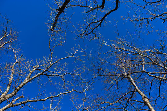 Photo of blue sky from below. Spring sky. Walks in the forest.